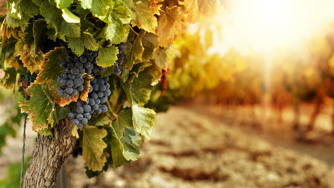 Vini Rossi dell'Emilia Romagna