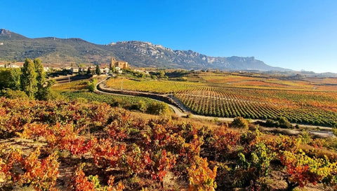 Vini Rossi della Spagna