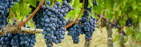 Sangiovese