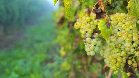 Sauvignon Blanc