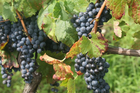 Dolcetto