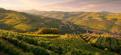 Vini Bianchi del Veneto