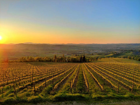 Vini Bianchi dell' Abruzzo