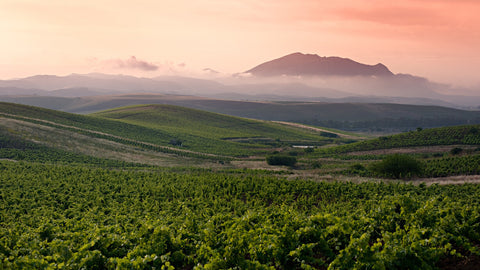 Vini Bianchi della Sicilia