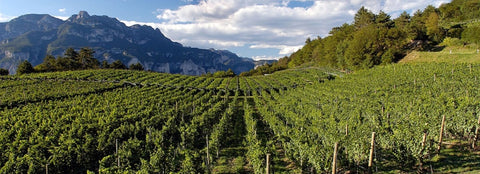 Vini Rossi del Trentino Alto Adige