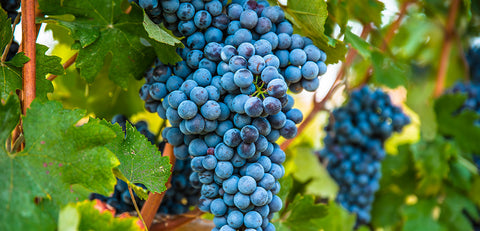 Nebbiolo