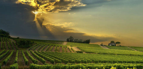 Vini Rossi del Sud Africa