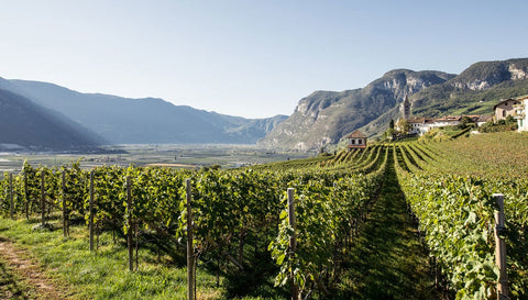 Vini Bianchi del Trentino Alto Adige