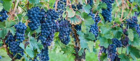 Grignolino