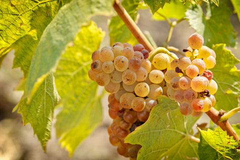 Riesling