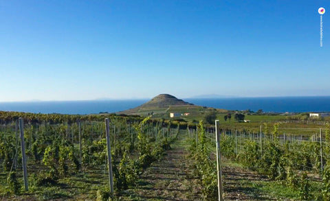 Vini Bianchi della Sardegna
