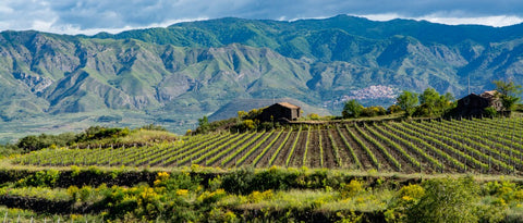 Vini Rossi della Sicilia
