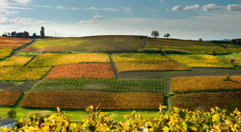 Spumanti del Piemonte