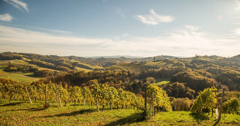 Vini Bianchi dell' Austria